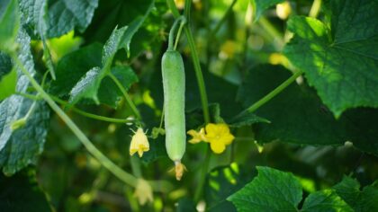 Companion planting with cucumbers for healthier vines and better yields