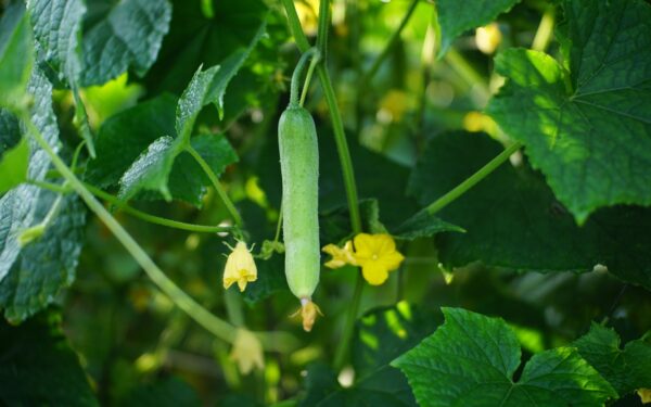 Companion planting with cucumbers for healthier vines and better yields