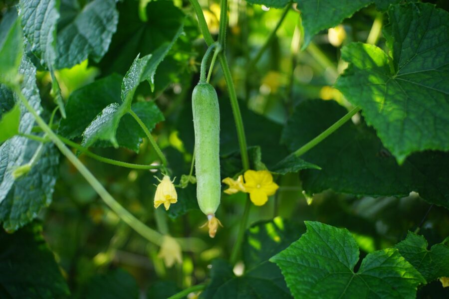 Cucumber vines dill