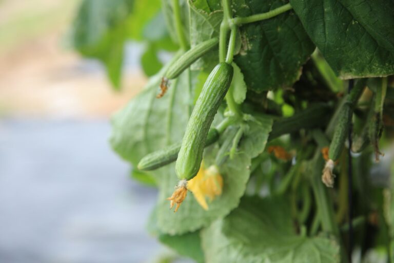 Cucumber vines dill