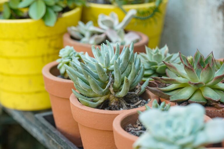 Patio container garden