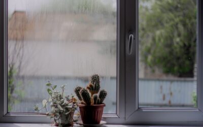 Creating a humidity oasis indoors for plants that love moisture