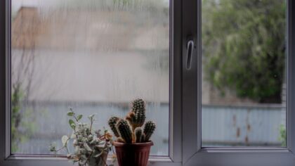 Creating a humidity oasis indoors for plants that love moisture