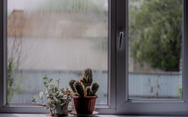 Creating a humidity oasis indoors for plants that love moisture