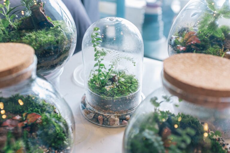 Glass plant terrarium