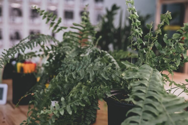 Potted boston fern