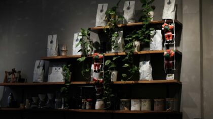Creating an indoor fern corner that actually thrives