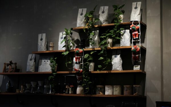 Creating an indoor fern corner that actually thrives