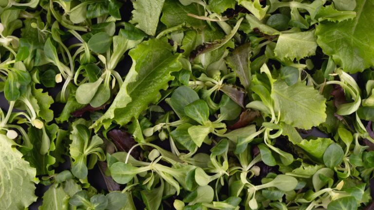 Mixed salad leaves