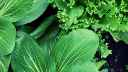 Cut and come again salads: how to grow endlessly renewing leafy greens at home