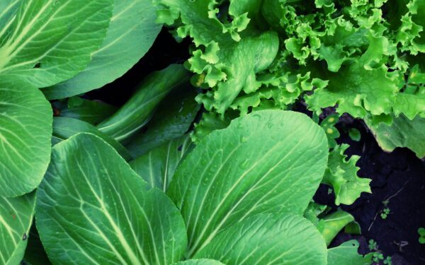 Cut and come again salads: how to grow endlessly renewing leafy greens at home