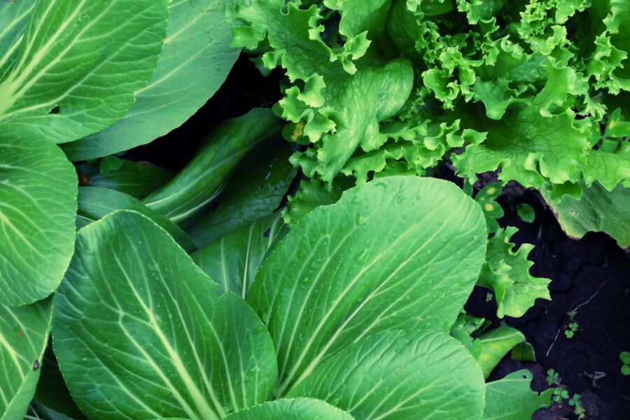 Mixed salad leaves