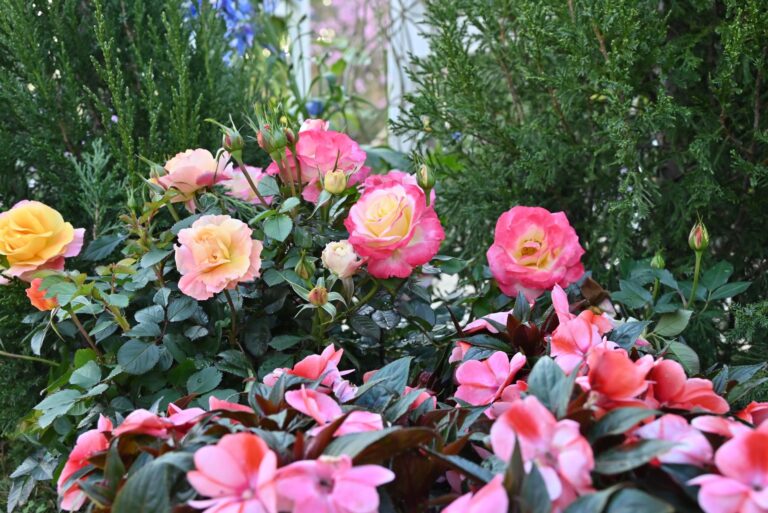Blooming border mixed