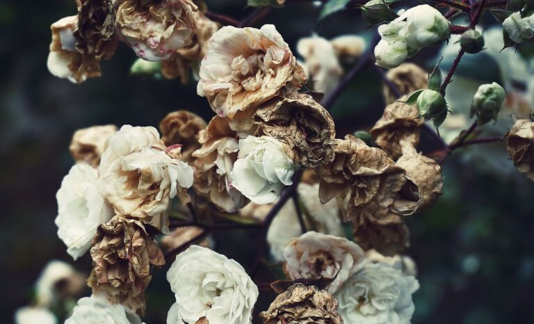 Rose deadheading close