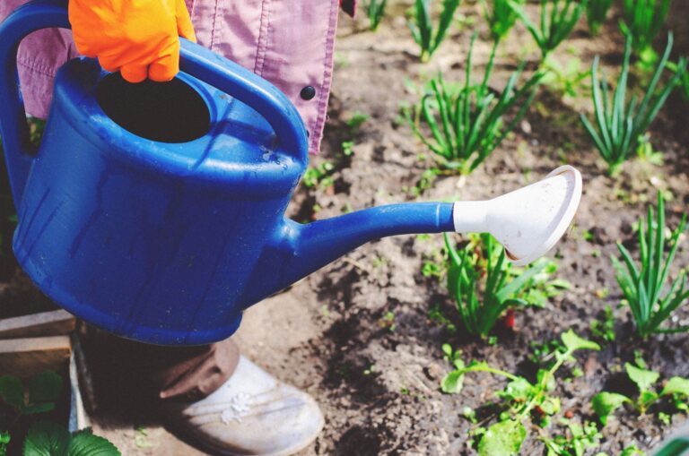 Children vegetable patch