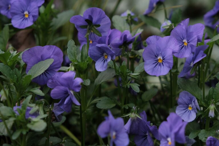 Edible flowers close