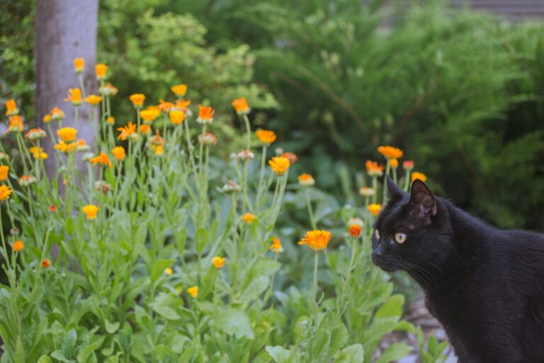 Edible flower garden