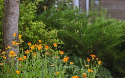 Designing an edible flower border for beauty and harvest
