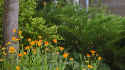 Designing an edible flower border for beauty and harvest