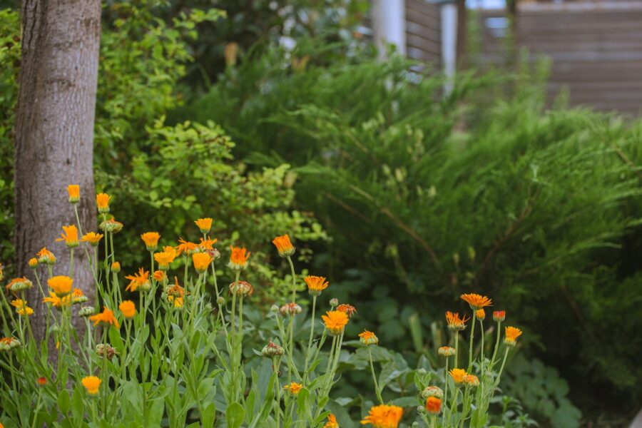 Edible flower garden