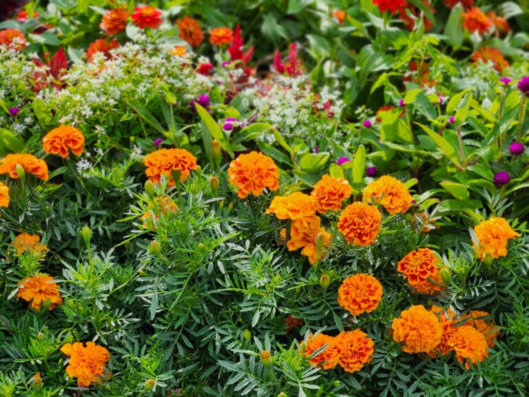 Mixed flower vegetable