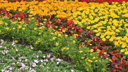 Designing mixed flower and vegetable beds for beauty and steady yield