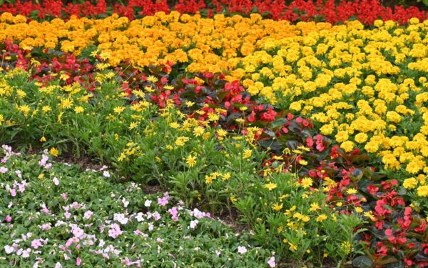 Designing mixed flower and vegetable beds for beauty and steady yield