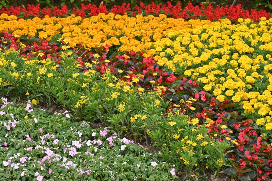 Mixed flower vegetable