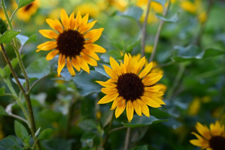 Pollinator friendly vegetable