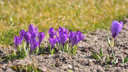 Early spring bulbs for bees and beauty in small gardens