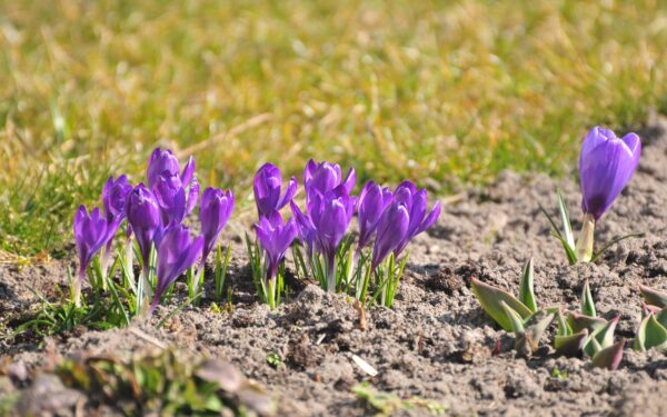 Early spring bulbs for bees and beauty in small gardens