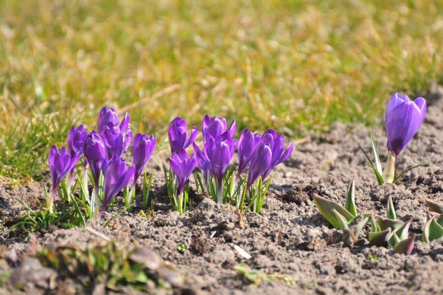 Spring bulbs crocus