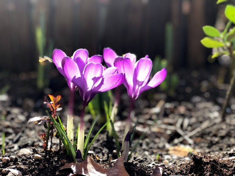 Spring bulbs crocus