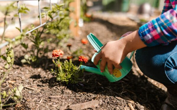 Easy weekly watering habits that keep soil evenly moist without wasting water