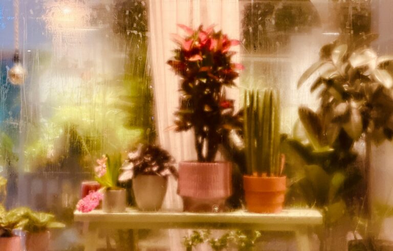 Indoor plant shelf