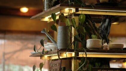 Feeding indoor plants: a simple guide to fertilizing for healthy foliage and roots