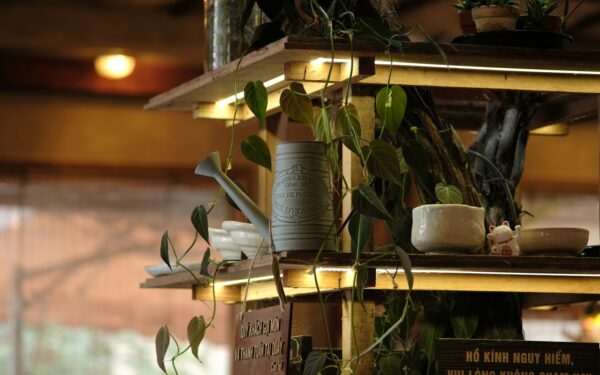 Feeding indoor plants: a simple guide to fertilizing for healthy foliage and roots