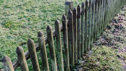 Fence-side gardens that feel lush and private without stealing all your lawn