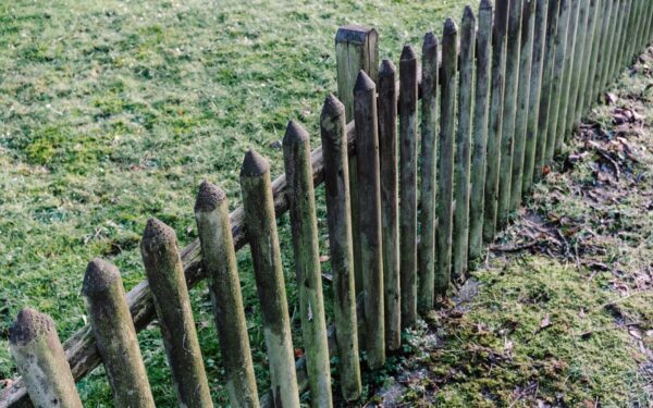 Fence-side gardens that feel lush and private without stealing all your lawn