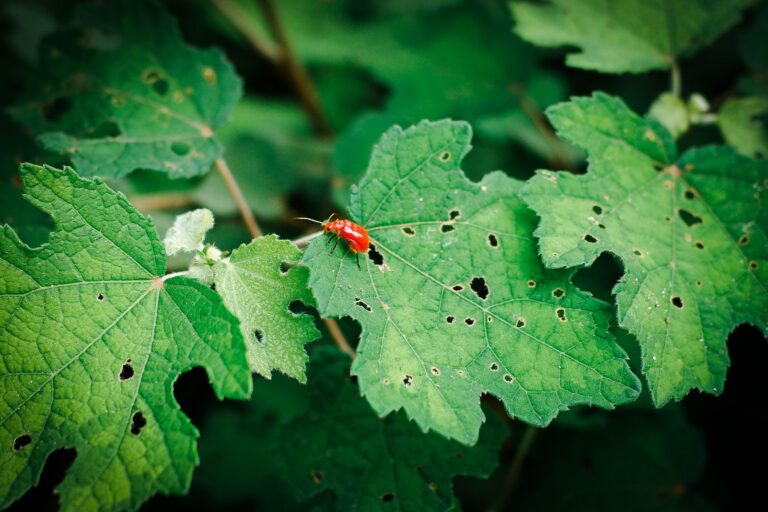 Flea beetle damage