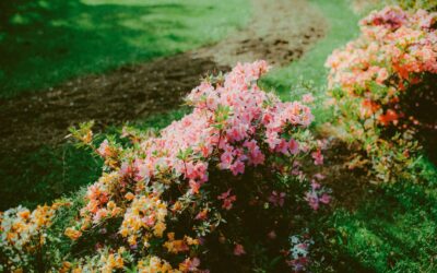 Four-season border ideas that keep your garden interesting all year