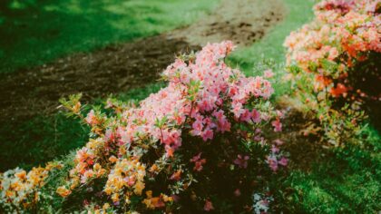 Four-season border ideas that keep your garden interesting all year