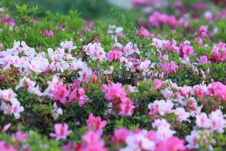 Perennial flower bed