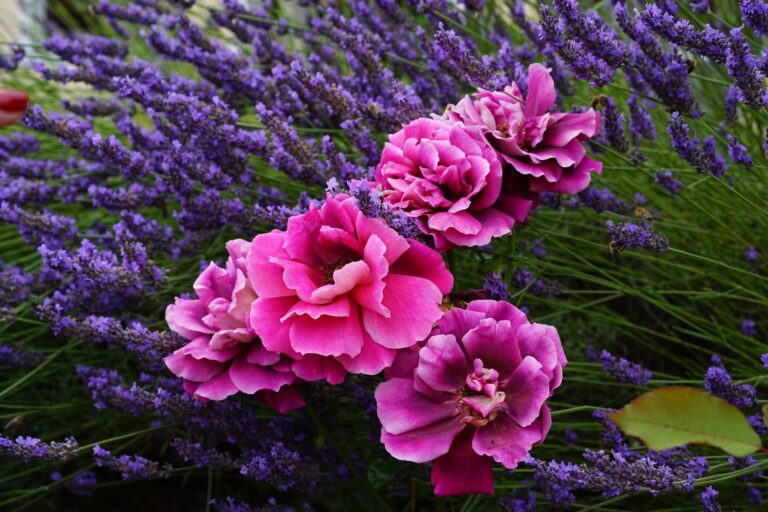 Fragrant flower garden