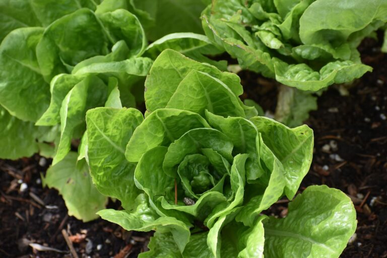 Lettuce leaves summer