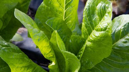 Growing lettuce all summer: practical tips for tender leaves in warm weather