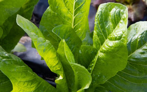 Growing lettuce all summer: practical tips for tender leaves in warm weather