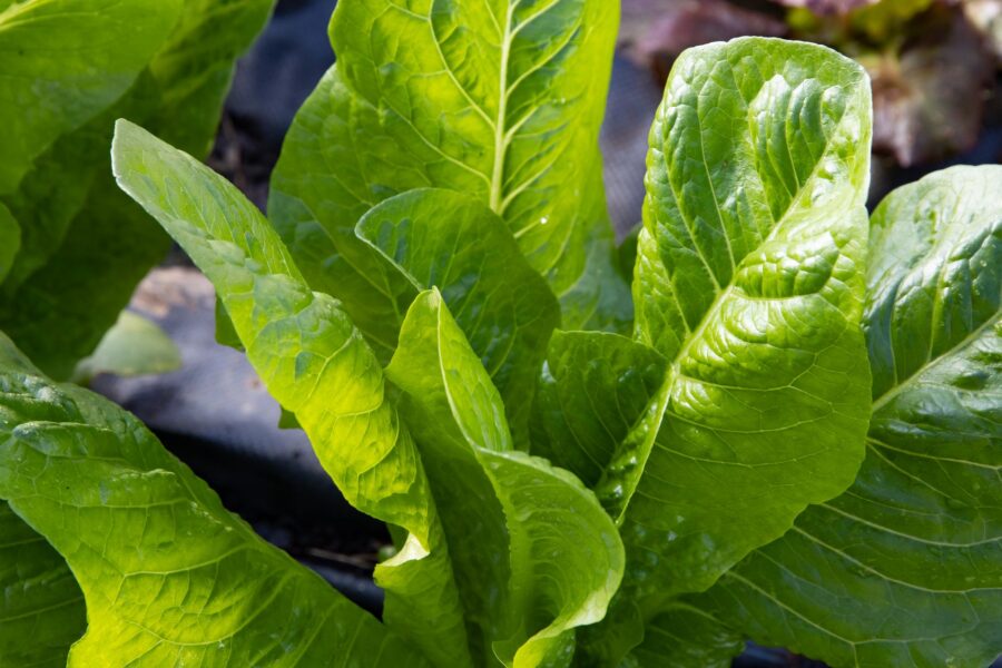 Lettuce leaves summer