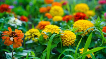 Growing peppers in mixed flower beds for colour and harvest in one border
