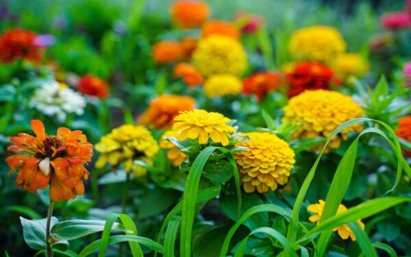Growing peppers in mixed flower beds for colour and harvest in one border